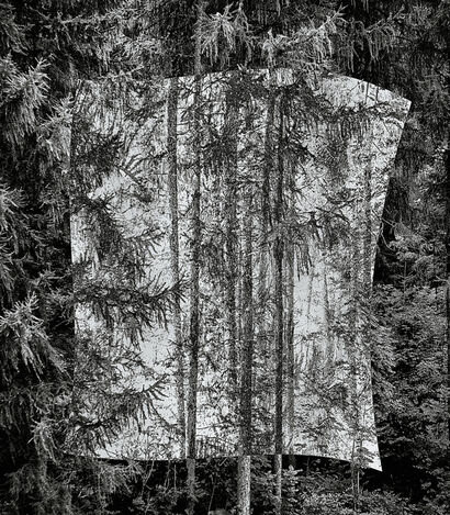 Arborum Sudaria - a Photographic Art Artowrk by Alma Bibolotti